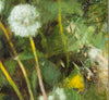 "The Dandelion that Dares to Dream" Original Oil Painting