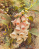 "Flourishing Foxgloves" Original Oil Painting