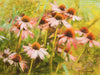 Echinacea purpurea flowers floral fine art Toronto floral artist Maria Waye coneflower oil painting oil on linen canvas original artwork for garden lovers
