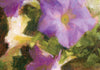 "Passionate Petunias" Fine Art Print