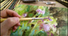 Here's my work in progress of the Canada Bristle Oil Painting. You'll love owning this original artwork. I love it so much myself, I was possessed with creative passion as I painted it. I am really attached to this piece. Using a paintbrush, I block in the main colors and use a small detail brush to add the little fuzzy bits on each seed. Like a dandelion but lavender colored, it has spiky and prickly leaves. I'm inspired by the strong vigorous growth of these weeds. People may call them weeds but I find th
